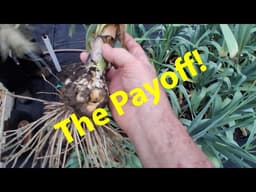 Harvesting And Curing Garlic