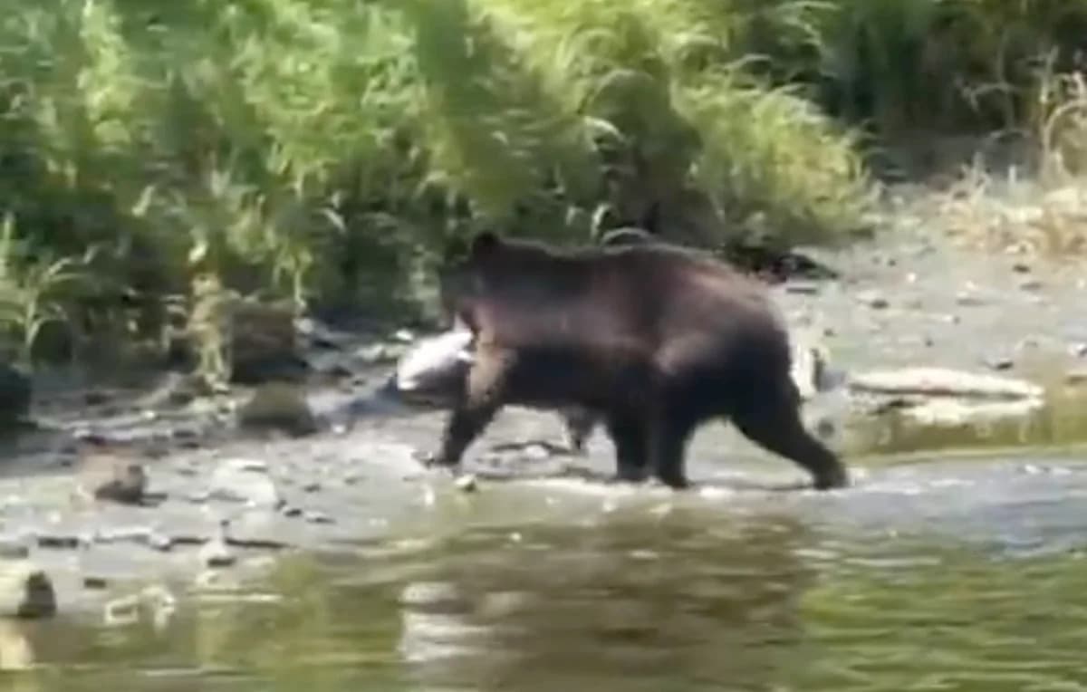 Black bear in Alaska lands a 40-pound king salmon, then ...