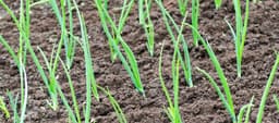 Get a Jump on Spring: How to Fall-Sow Onions and Shallots from ...