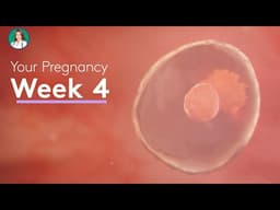 4 Weeks Pregnant in 3D | Embryo Development Week 4 Animation (Realistic)