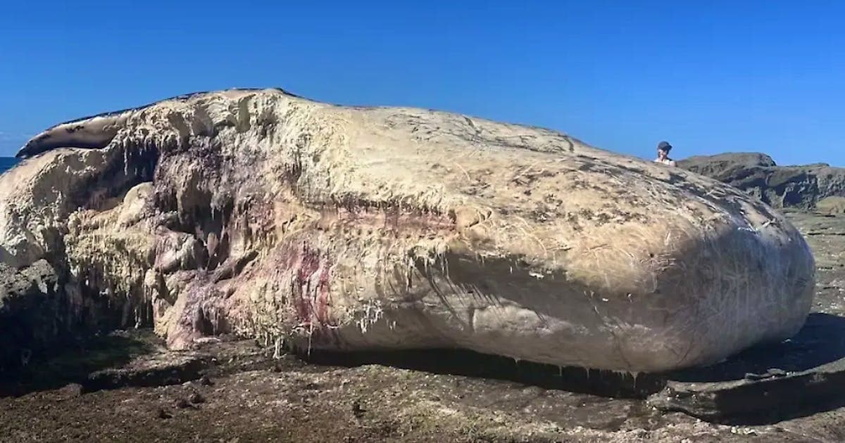 Sharks enjoy a bloody buffet, beaches are closed | blue News