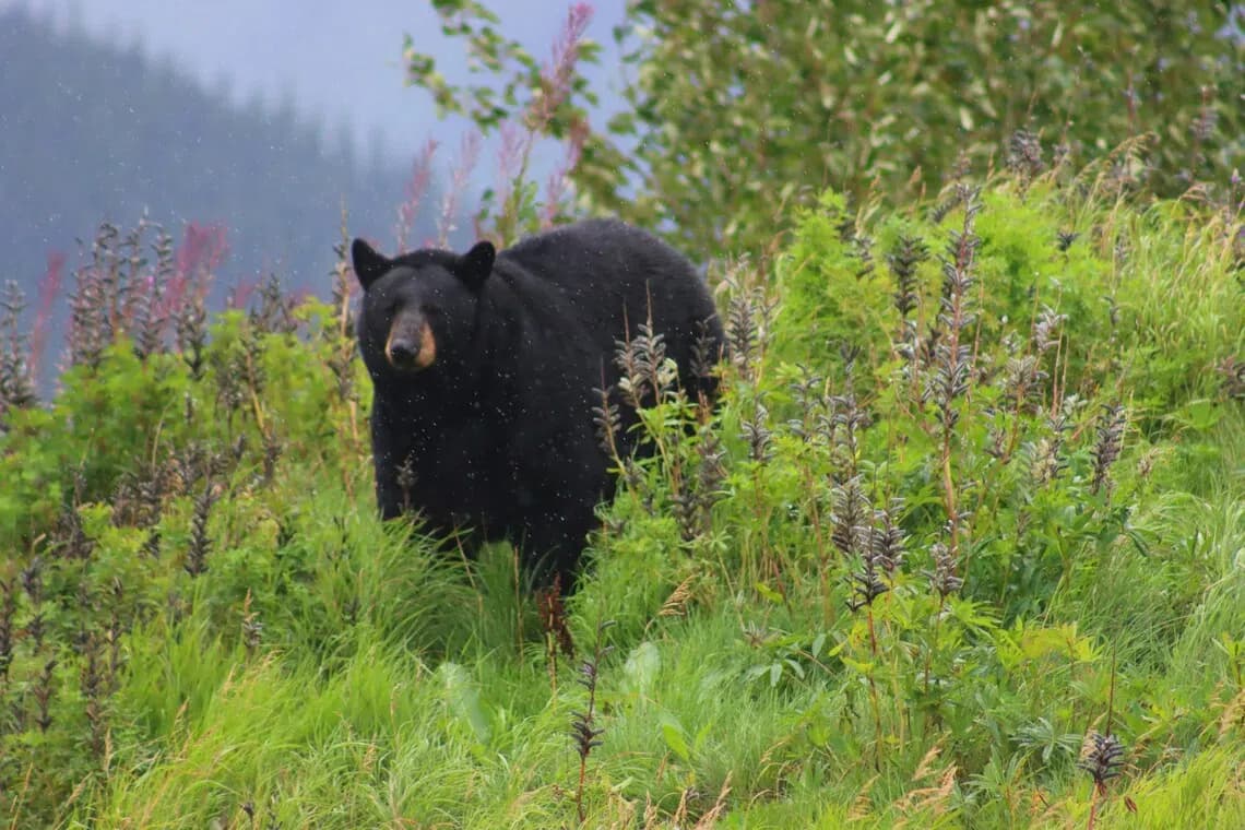 Hungry bears wander into US West shops and homes in record numbers