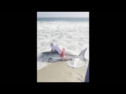 Fisherman wrestles great white shark to free it from hook