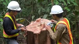 Bentara Kalimantan: A New Hope for Rainforest's Future