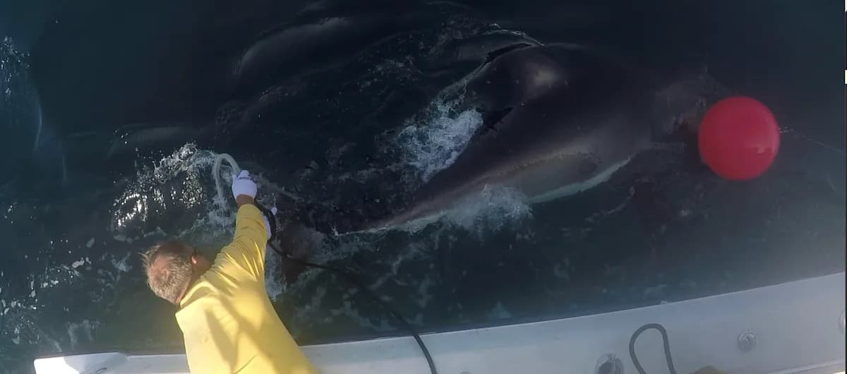 Great white shark Quint is swimming off New Jersey near Asbury Park
