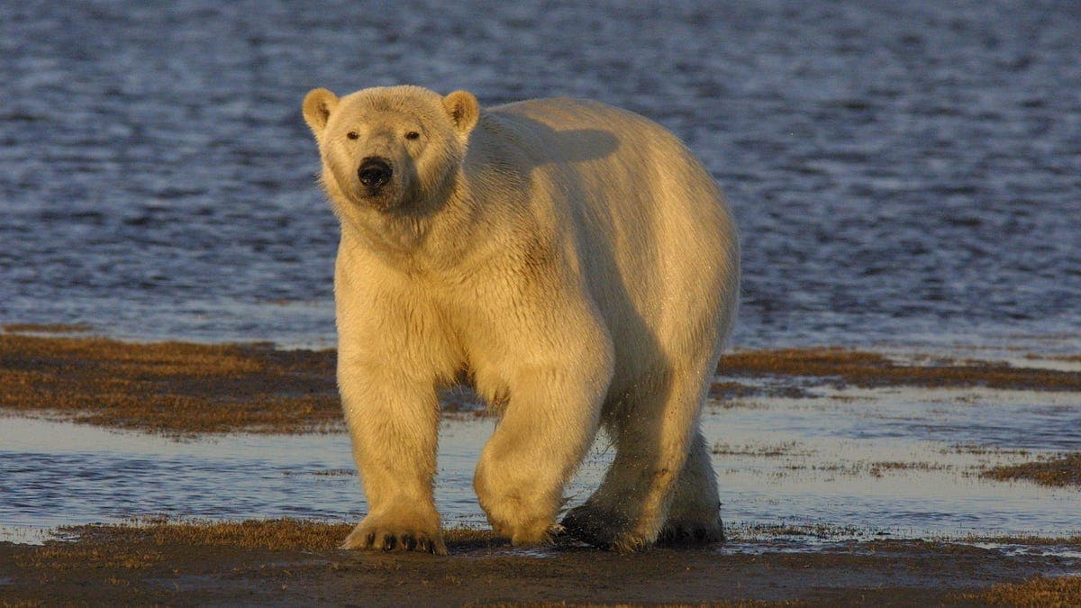 Drilling, Mining, and Logging in Endangered Species Habitat Is Harmless, New Interior Department Rule Says