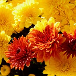 5 Best Fall Flowers for Your Ontario Garden and Containers