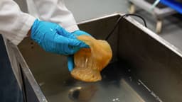 The future is jelly - UGA Marine Extension and Georgia Sea ...