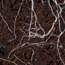 Soil: The Power Beneath Our Feet