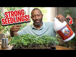 Stop Killing Your Seedlings — Do This Instead