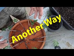 Propagating Elderberry Cuttings In Sand