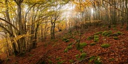 Vanishing woods: Trees in French forests are dying ...
