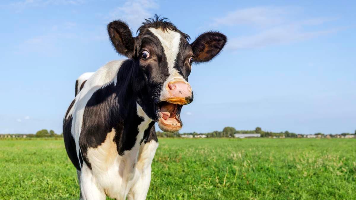 Runaway Cow Escapes Polk County Auction, Stops Traffic