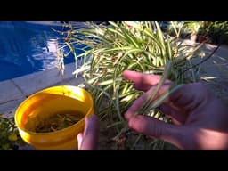 Budget Gardening || Ways to Get a Lot of Plants For Less