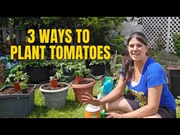 How I Plant Tomatoes In-Ground, Raised Beds & Containers🍅 #gardeningtips 