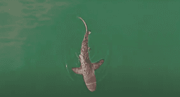 Nearly 10-foot endangered dusky shark pings off the Gulf Coast near St. Petersburg, Florida