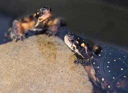 Eagles, bobcats and turtles. How conservation effort is unfolding in Stark | Opinion - AOL