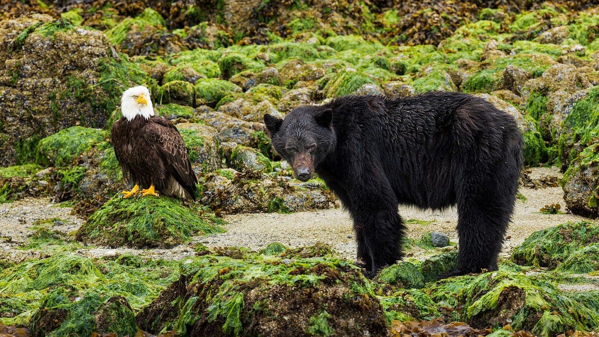 The Endangered Species Act Just Changed. Here's Why I'm ...