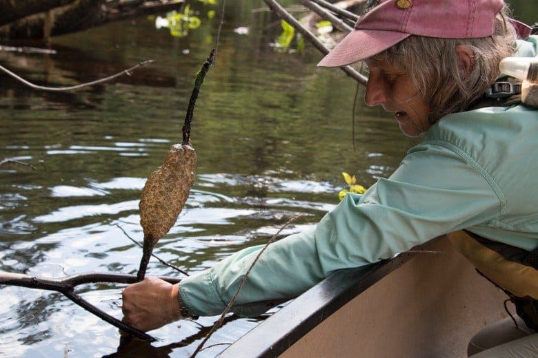 10 "Monsters" that Dwell in Maine’s Waterways