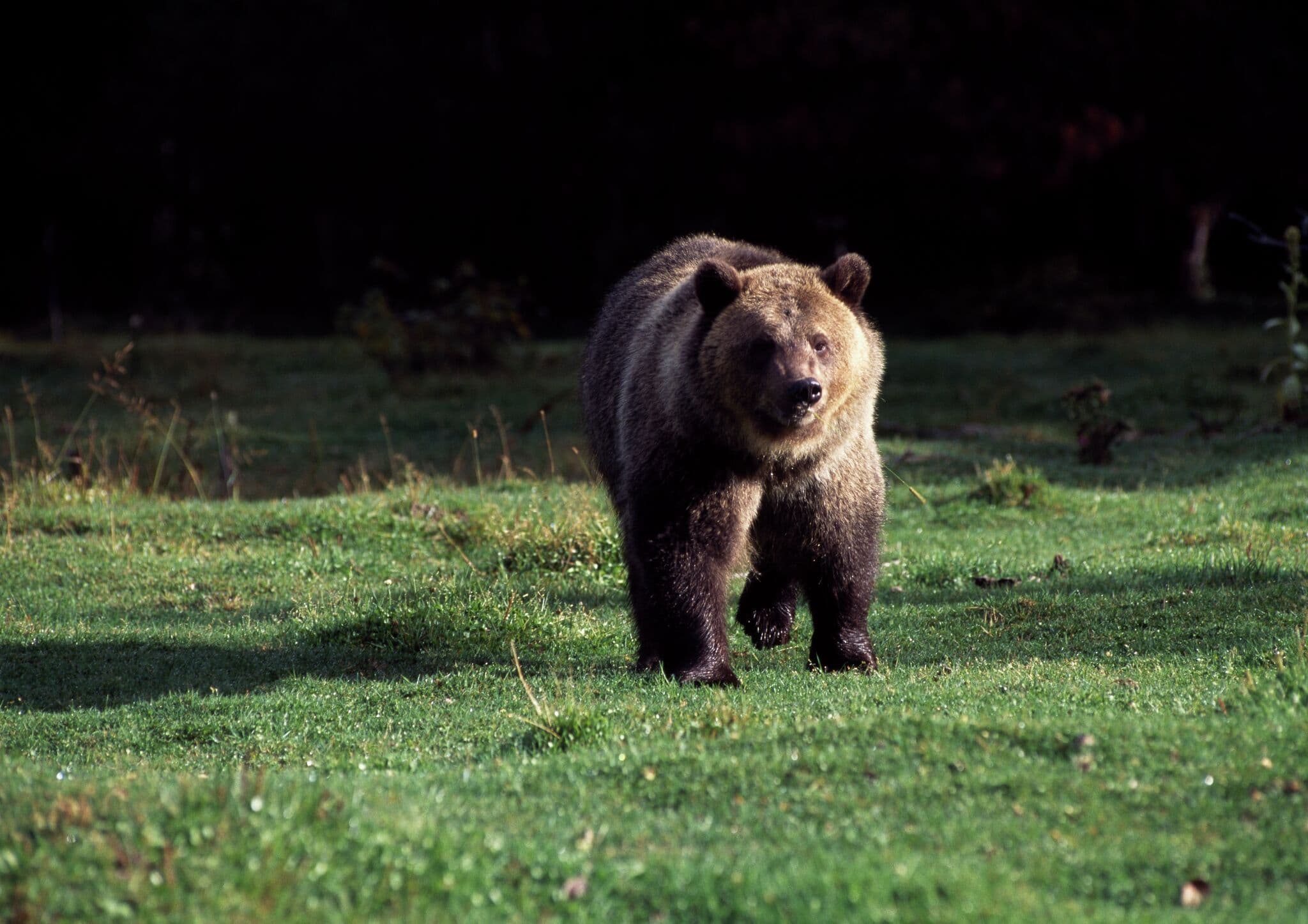 'We heard a scream': Another hiker reportedly attacked by bear in Glacier National Park
