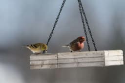 DIY Bird Feeding in Fall & Winter: Easy Feeder Ideas