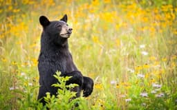 Wildlife officials share bear safety tips as black bear activity ...