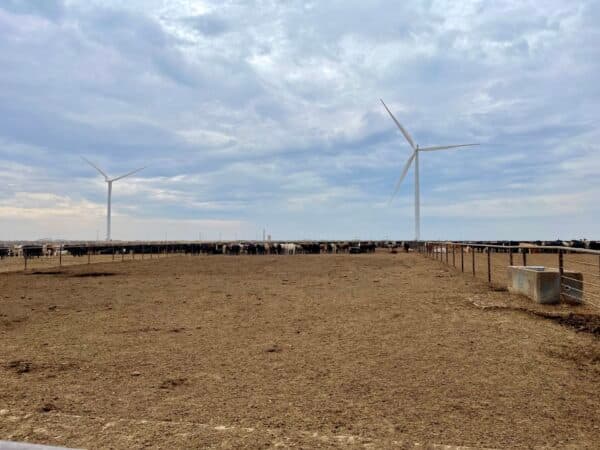 Cattle slaughter pace slows as USDA reports a sharp drop in January marketings - Brownfield Ag News