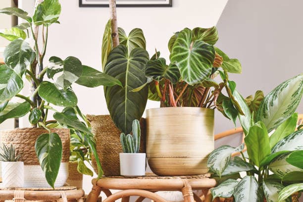 Why Indoor Plants Struggle in Summer (And It's Not What ...