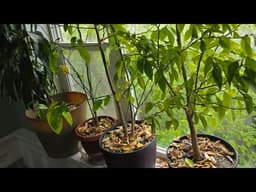 How to Properly Repot Your Houseplants // Marie's 716 garden vlog 