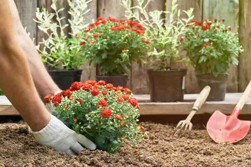 Can You Plant Fall Mums in the Ground? - Gardenia.net