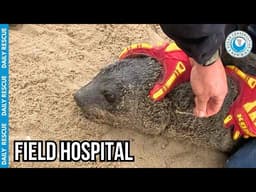 High-Speed Seal Rescue Field Hospital at the Beach