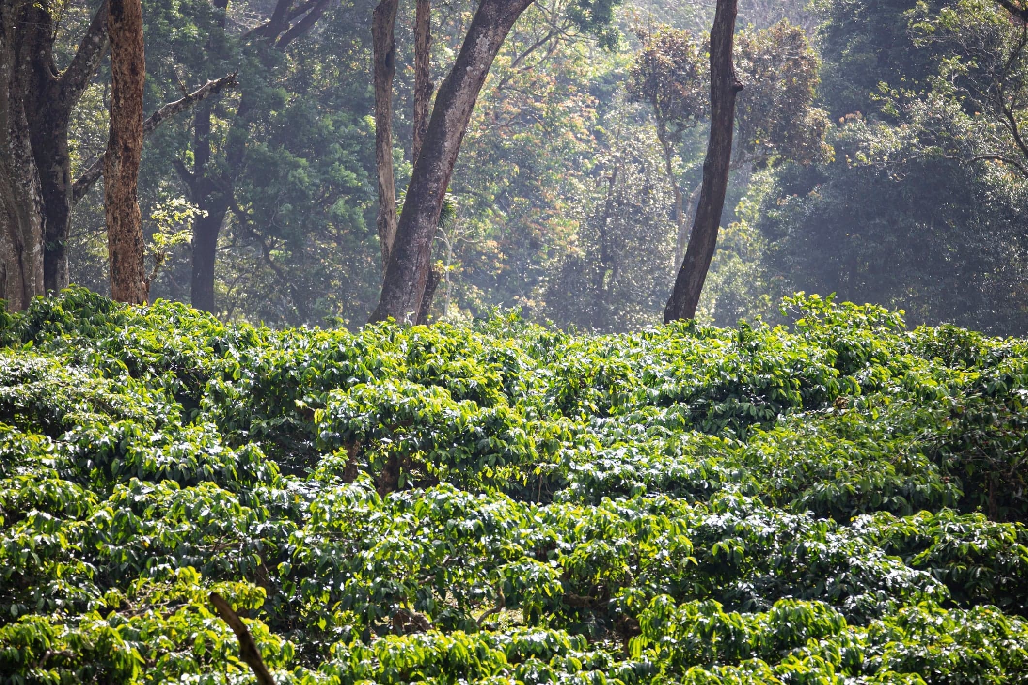 Kent Coffee: India's First Disease-Resistant Arabica and ...