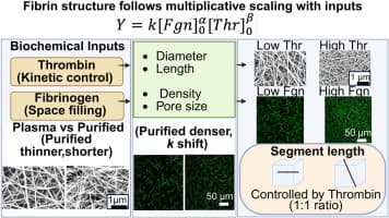 Nonlinear Relationships of Fibrin Network Structure as a ...