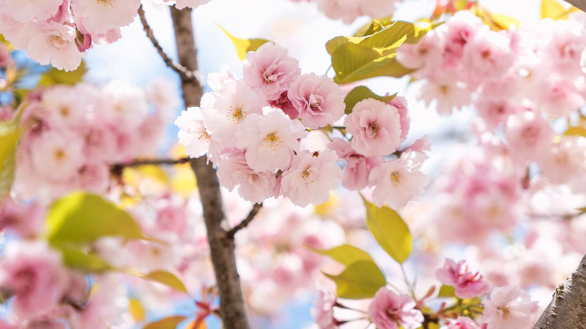 Cherry Blossoms Are Blooming Around the Bay Area — Here’s Where to See Them This Spring