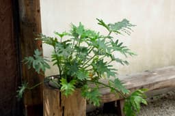 Transform your balcony this winter: Four textural plants to try