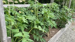 5 Tips for Keeping Weeds Under Control in Your Garden