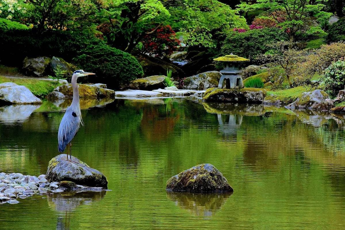 Seattle Japanese Garden Closure Set For Summer 2026—Here’s What to Know