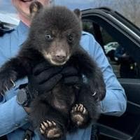 Bear cub rescued from roadside ditch along I‑78 in Union Township