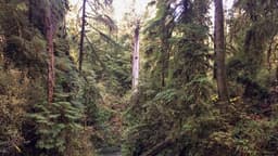 Forest Service Moves to Rescind the Roadless Rule in Its Entirety