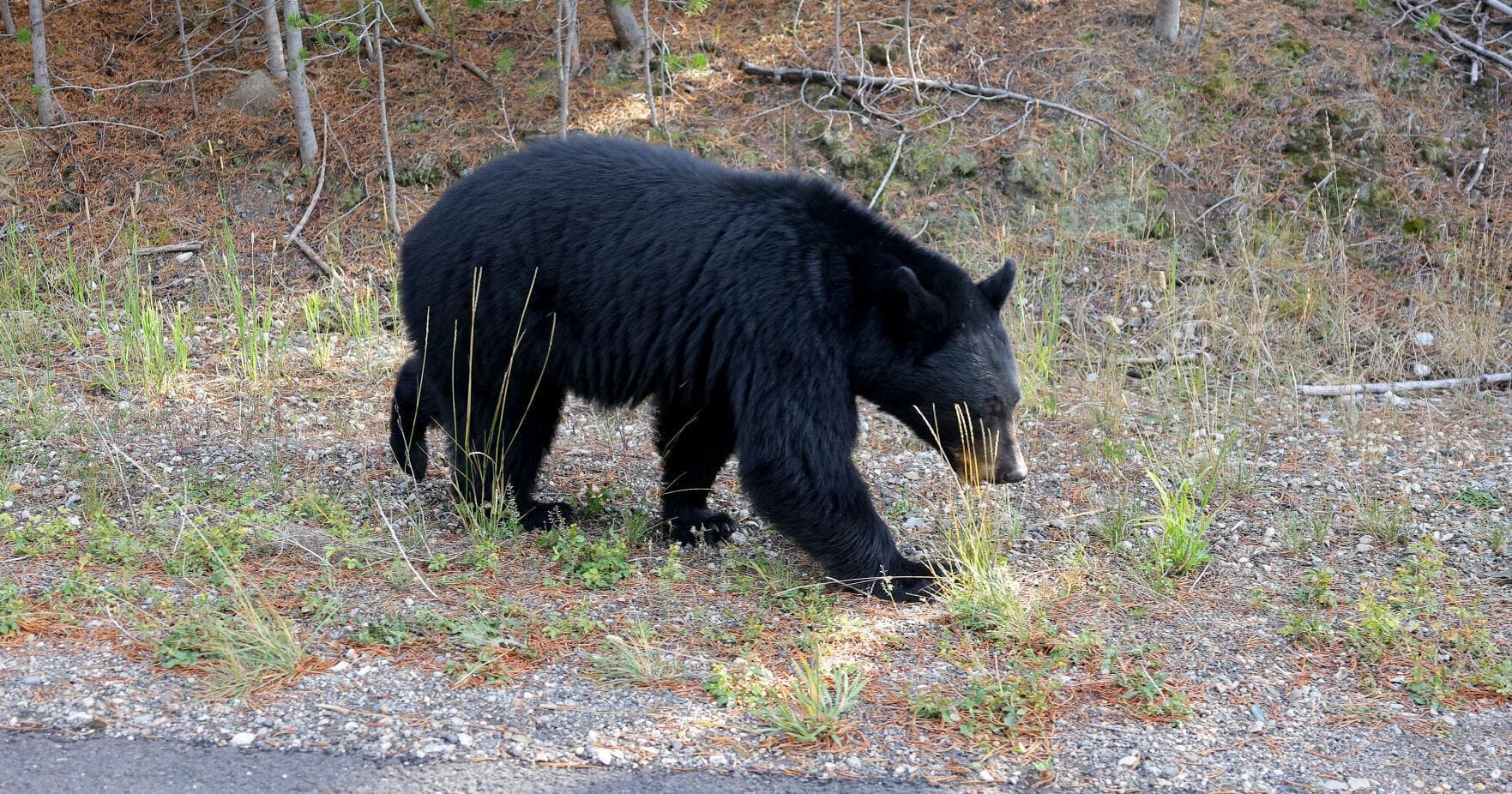 DNA confirms Bighorn bear tent incident