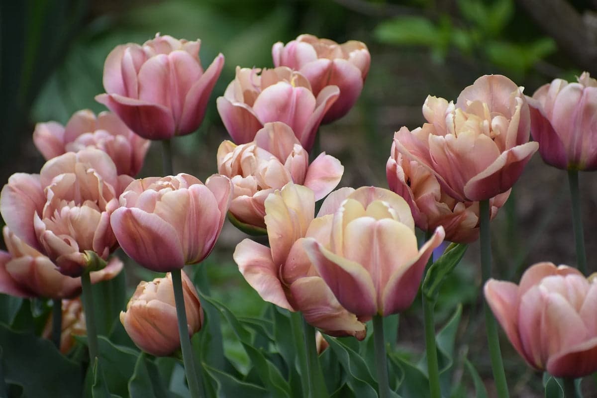 Can You Plant Tulips and Iris Together?