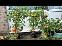Grow tomatoes in containers, for someone who doesn't have a space for planting vegetables 