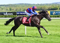 Confucius (Ire) - TDN