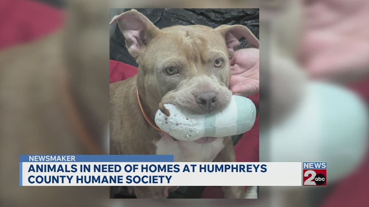 Newsmaker: Humphreys County Humane Society