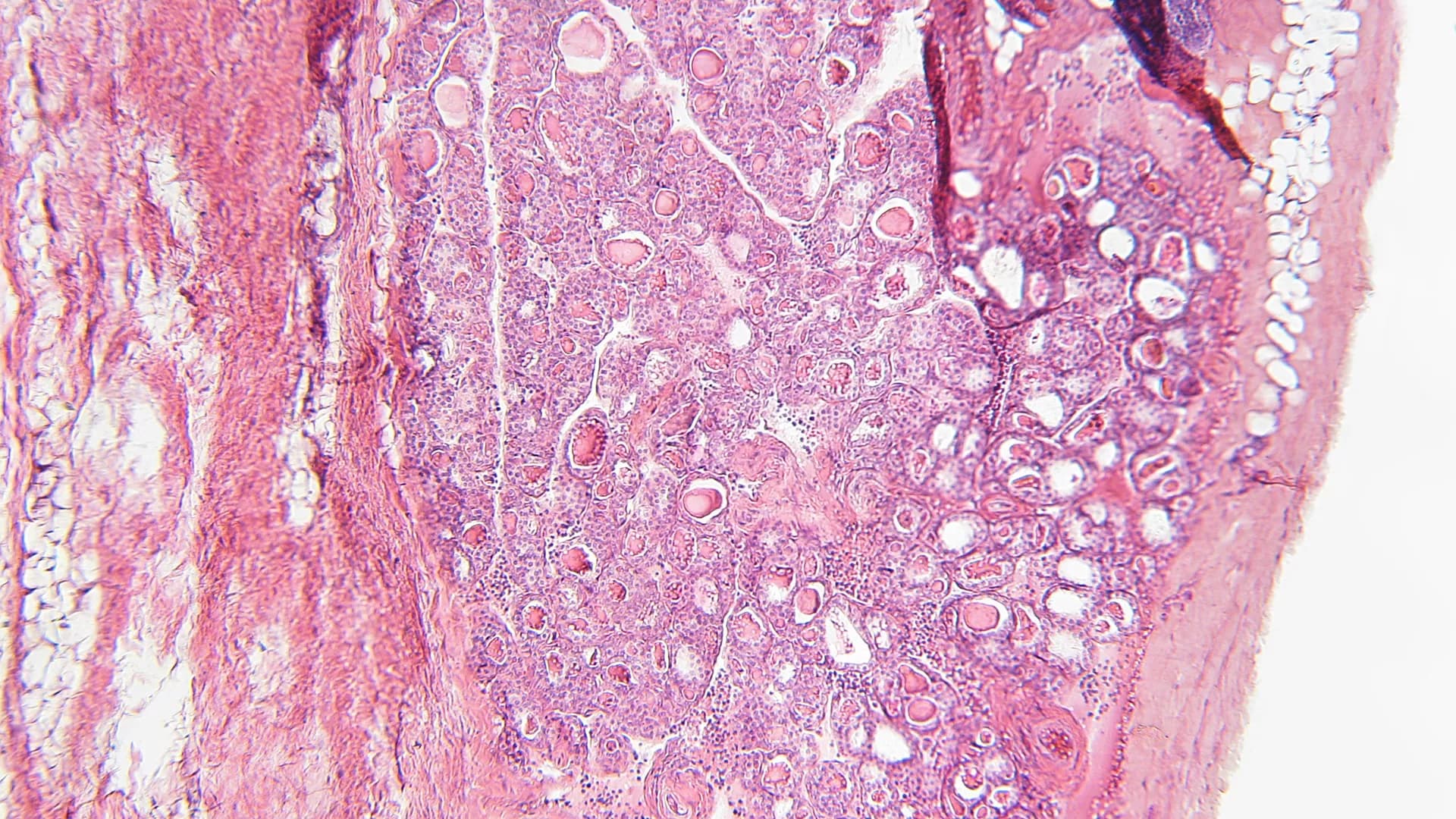 Frontiers | SWIIM study protocol: a pre-post study evaluating the implementation of an established pediatric diabetes management program to improve glycemic outcomes for children and young people with type 1 diabetes