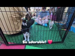 Cat Day in San Jose 2026