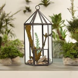 Open vs Closed Terrariums: Which Is Right? - Molten Root