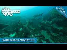 Ragged Tooth: The Great White's Scary Looking Cousin | Full Documentary