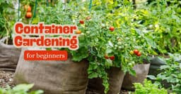 Container Gardening for Beginners: 7 Tips