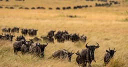 Bolivia and Germany Launch an Initiative to Protect Forests ...